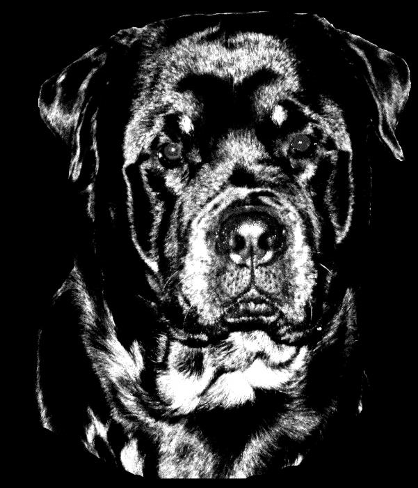 Rottweiler von Akima