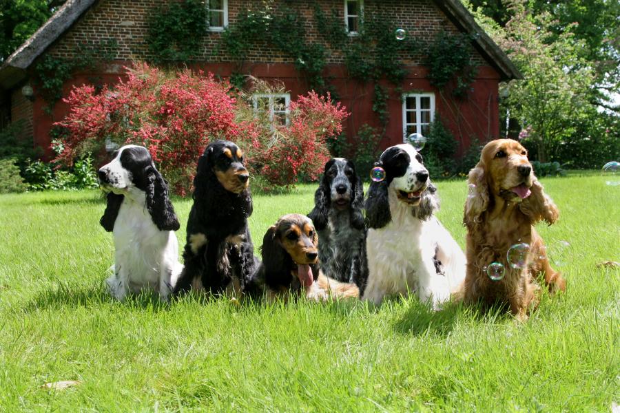 Cockerspanielzucht vom Schnepfengrund