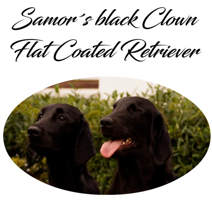 Samor´s black Clown 