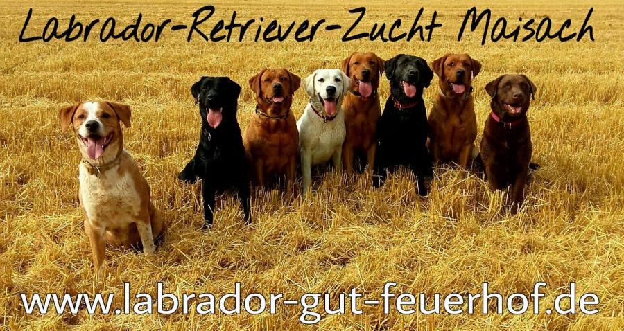 Labradorzucht vom Gut Feuerhof