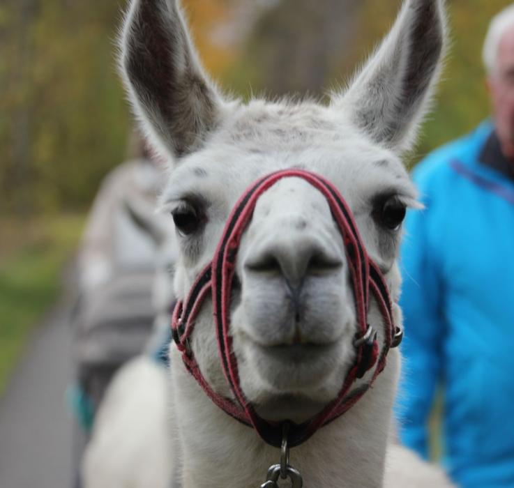 Tiergestützte Intervention Unstrut-Lamas