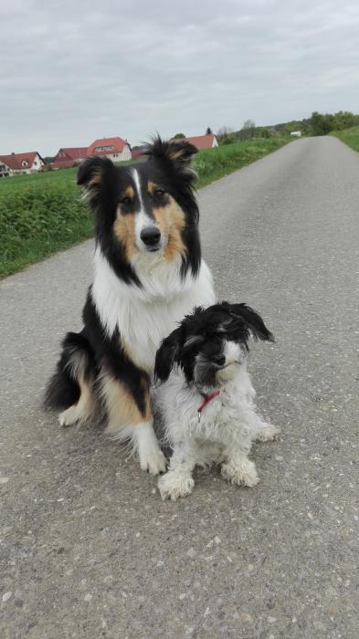 Mobile Hundeschule