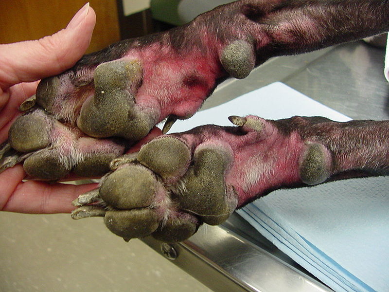 Natural Remedies For Dogs Itchy Paws Natural Remedies For Dogs Itchy Paws